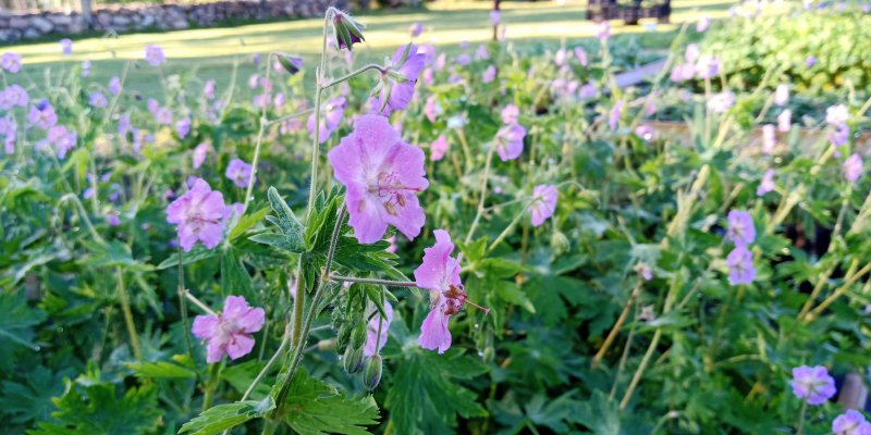 Geranium phaeum 'Walküre'